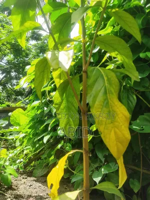 ননীফল গাছ (ক্যান্সার প্রতিশোধক) অরিজিনাল আফ্রিকান