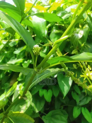 ননীফল গাছ (ক্যান্সার প্রতিশোধক) অরিজিনাল আফ্রিকান
