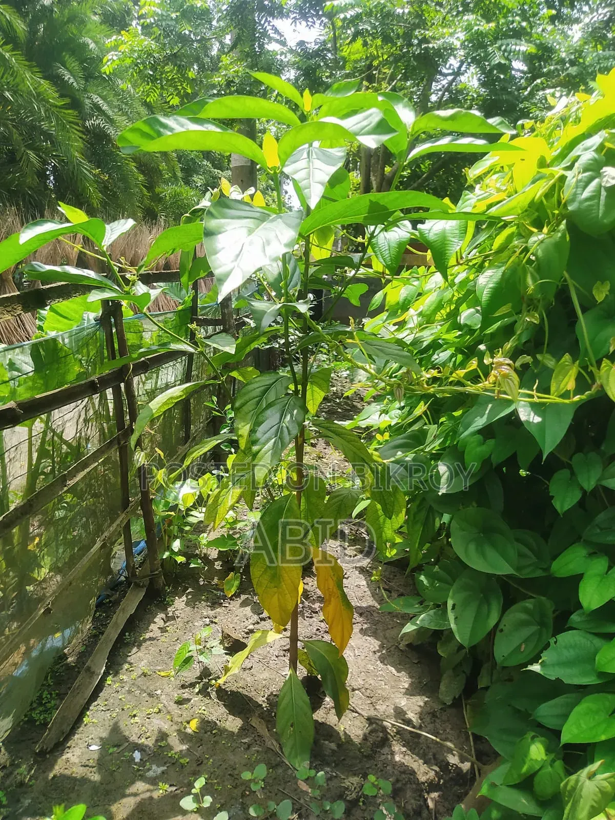 ননীফল গাছ (ক্যান্সার প্রতিশোধক) অরিজিনাল আফ্রিকান
