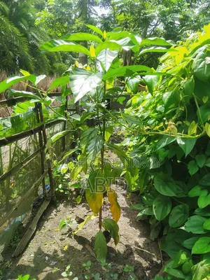 ননীফল গাছ (ক্যান্সার প্রতিশোধক) অরিজিনাল আফ্রিকান