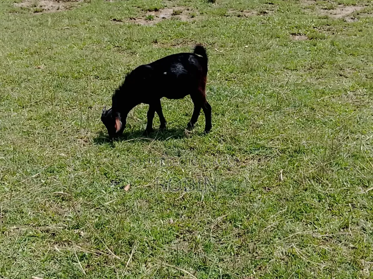 Black Bengal Buck Goat