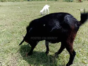 Black Bengal Buck Goat