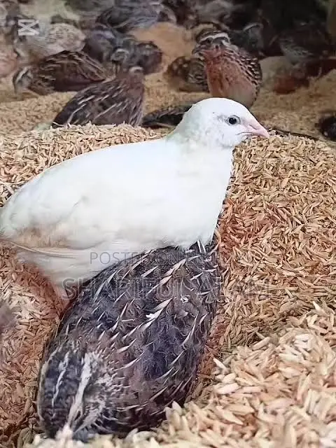 নিরাপদ মাংস পরিবারের জন্য