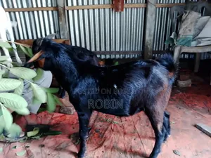 Black Bengal Buck Goat