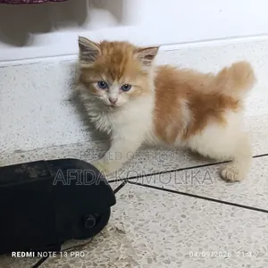 0-1 Month Female Purebred Persian
