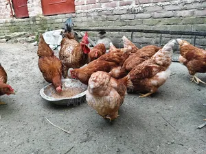ডিম দেওয়া মুরগি বিক্রি হবে