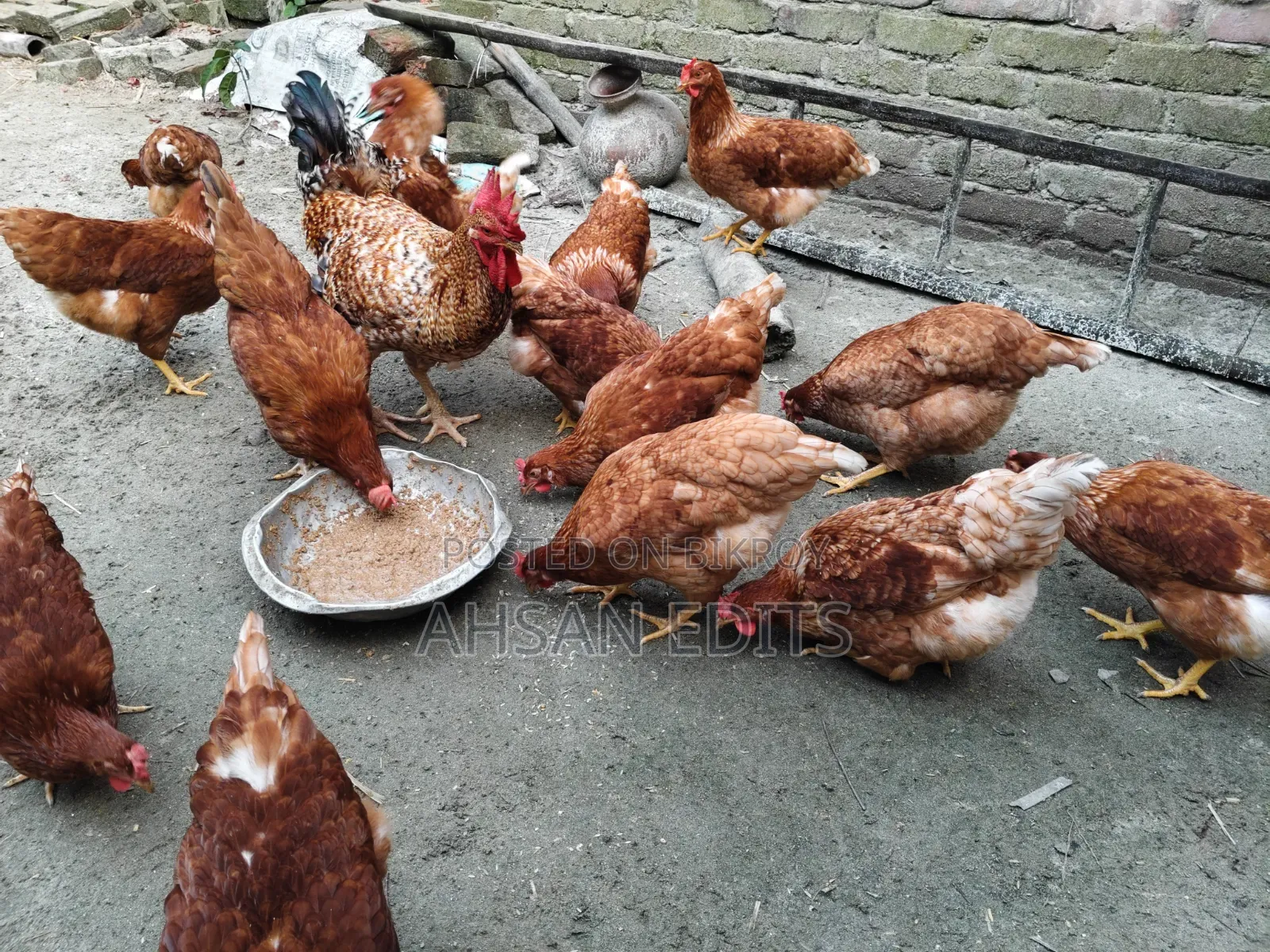ডিম দেওয়া মুরগি বিক্রি হবে