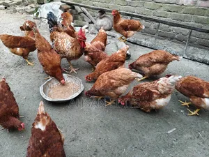 ডিম দেওয়া মুরগি বিক্রি হবে