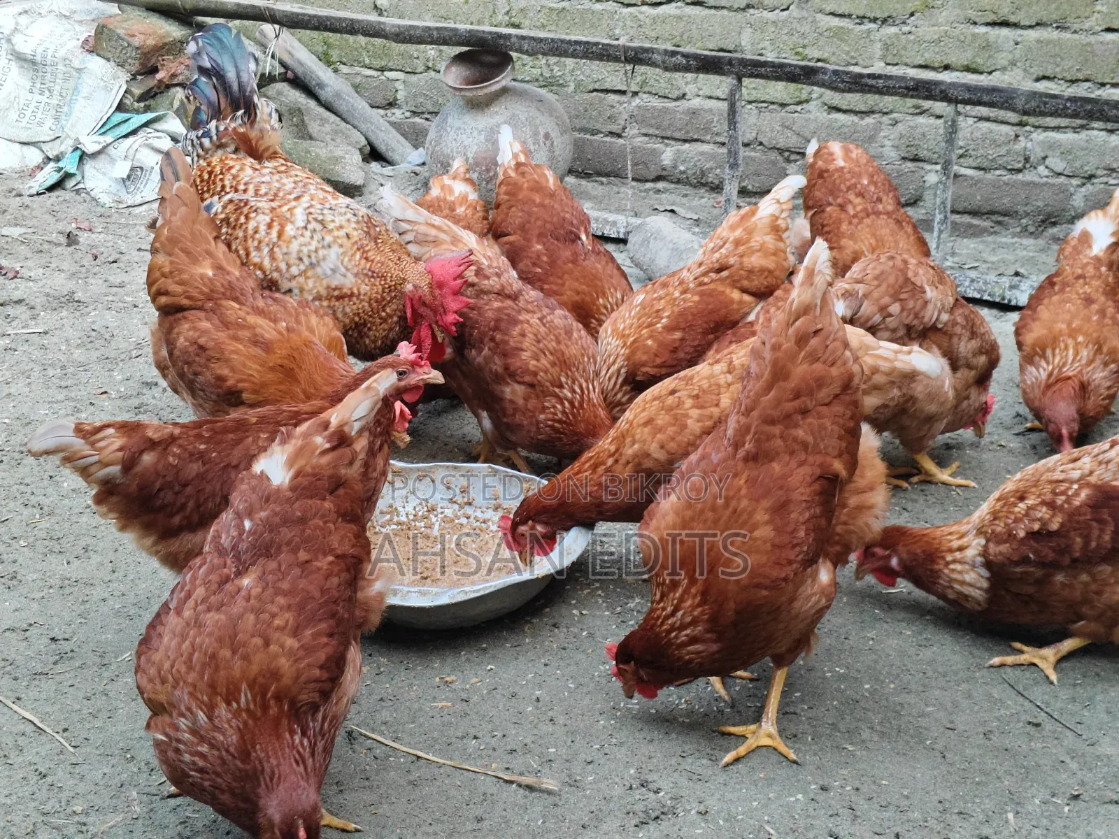 ডিম দেওয়া মুরগি বিক্রি হবে