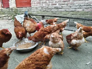 ডিম দেওয়া মুরগি বিক্রি হবে