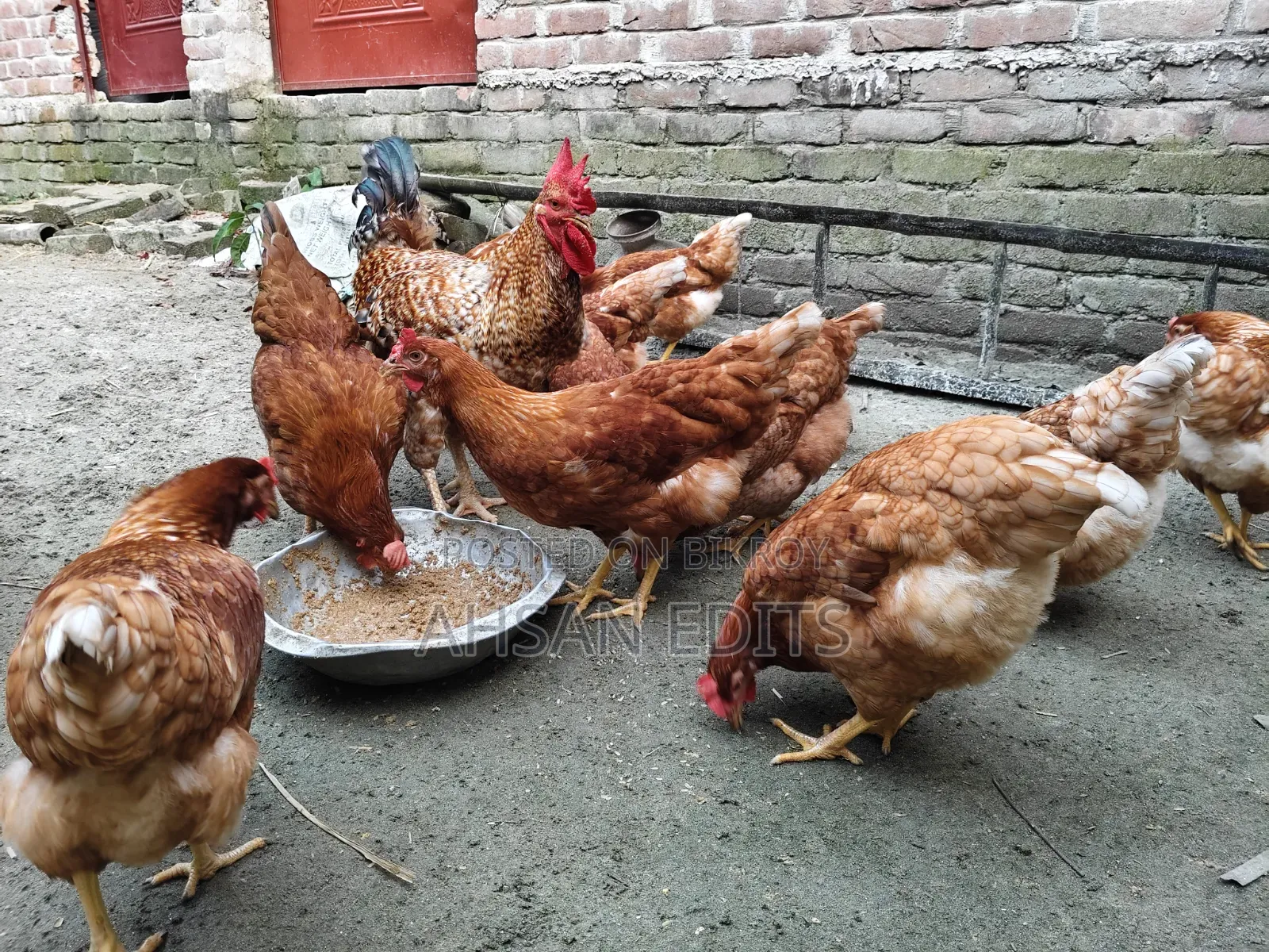 ডিম দেওয়া মুরগি বিক্রি হবে