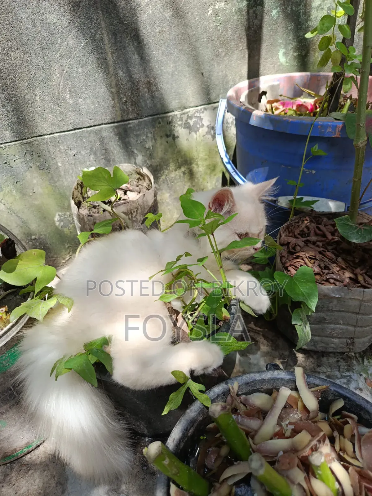 1-3 Months Female Purebred Persian Cat