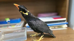 Hill Myna