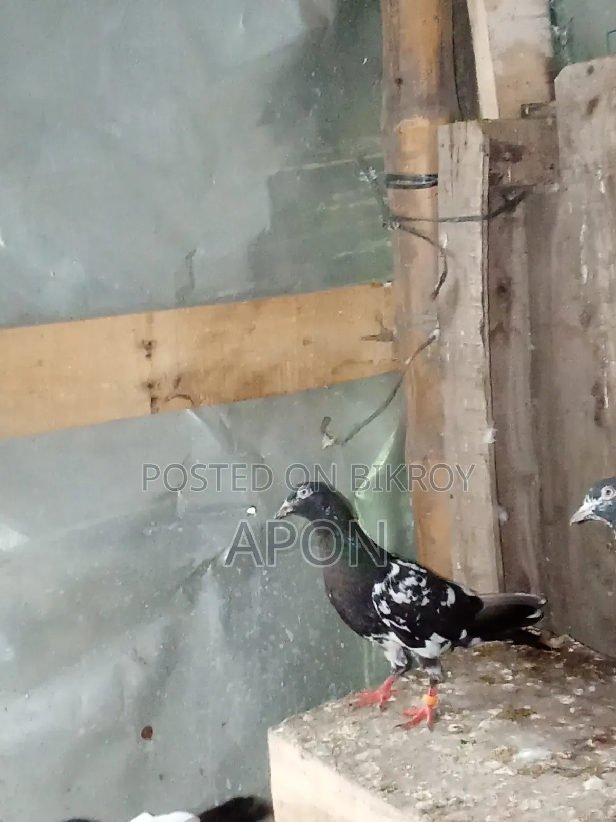 Pigeon for Sale