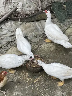 সাদা চিনা হাসের বিজ ডিম