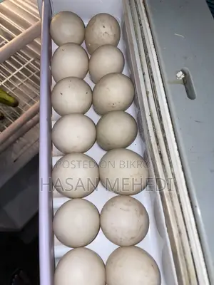 White Chinese Duck Hatching Eggs