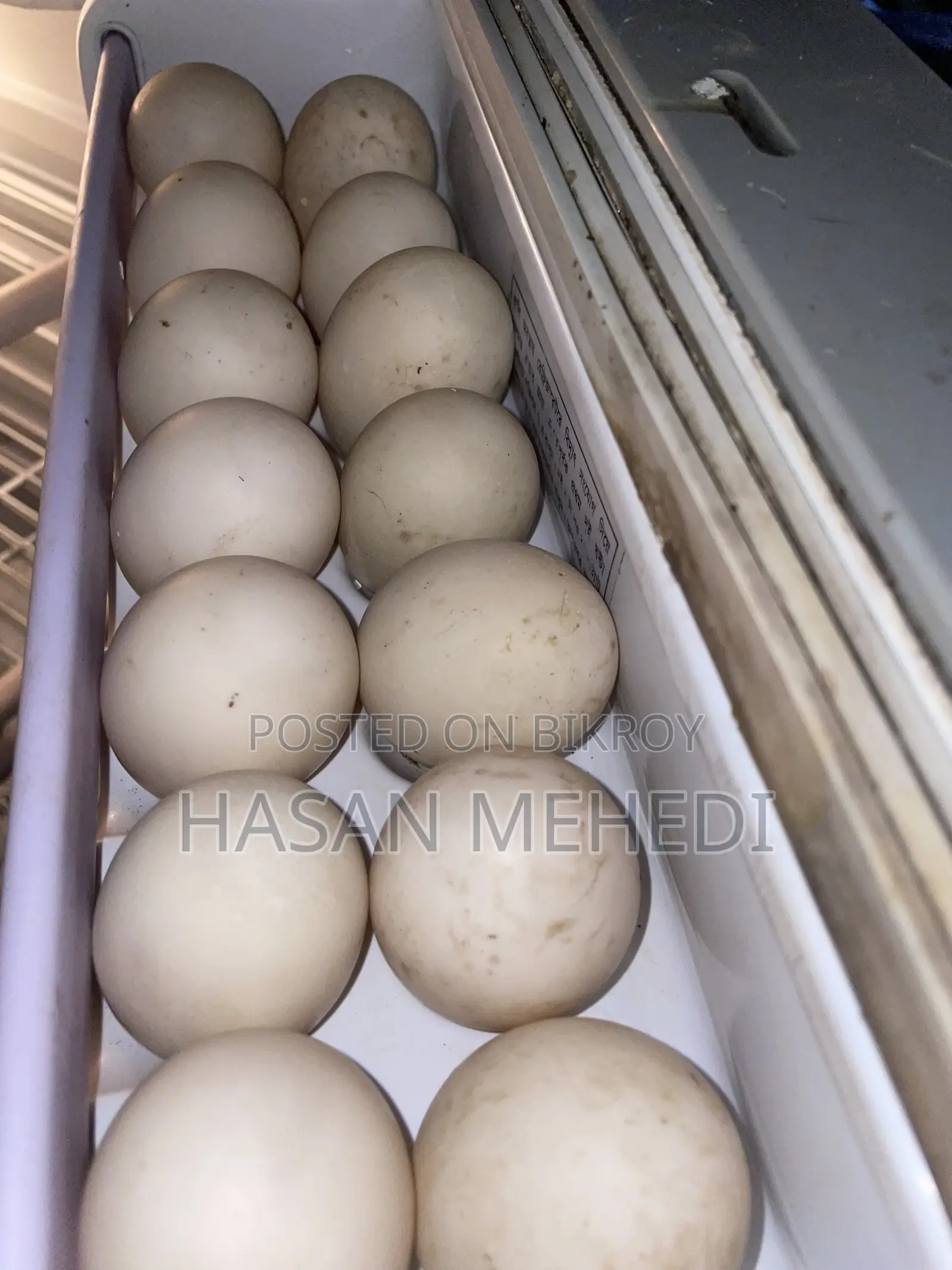 White Chinese Duck Hatching Eggs