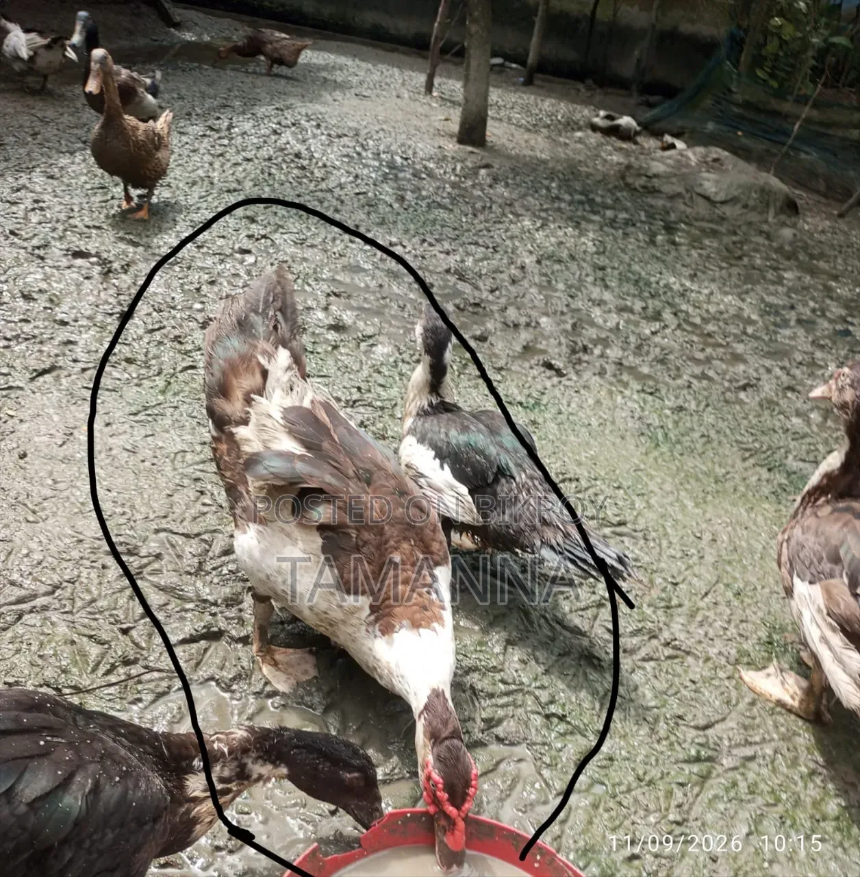 Chinese Duck Breed at Home