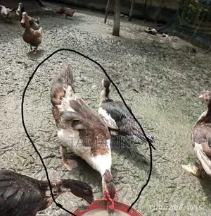 Chinese Duck Breed at Home