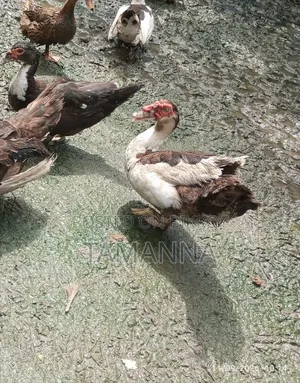 Chinese Duck Breed at Home
