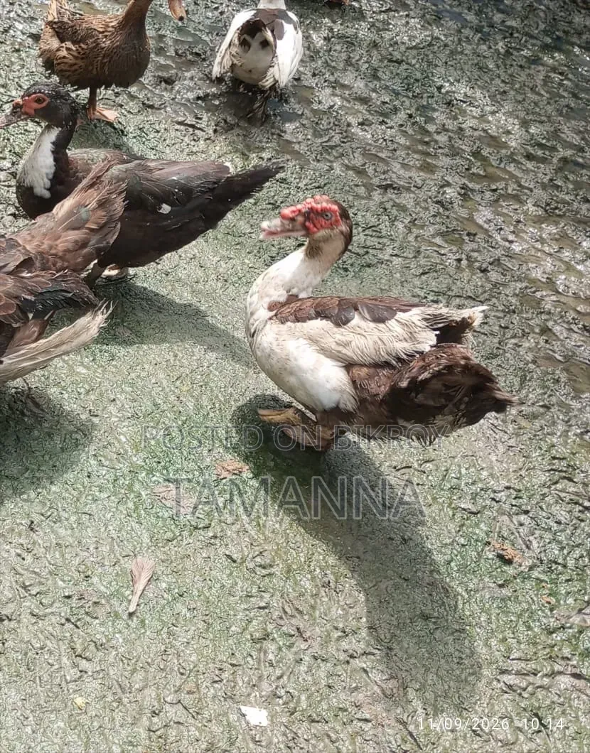Chinese Duck Breed at Home