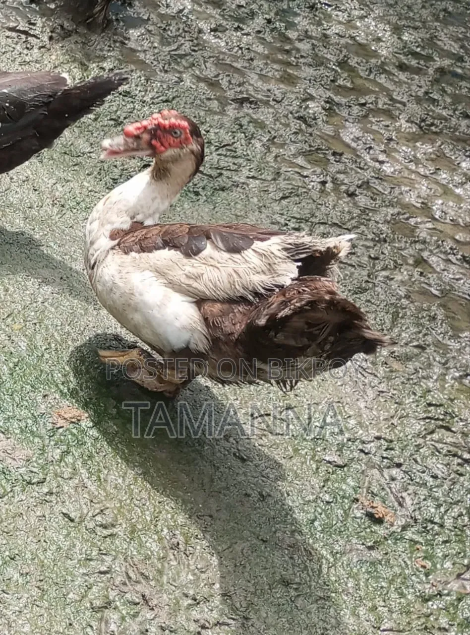 Chinese Duck Breed at Home