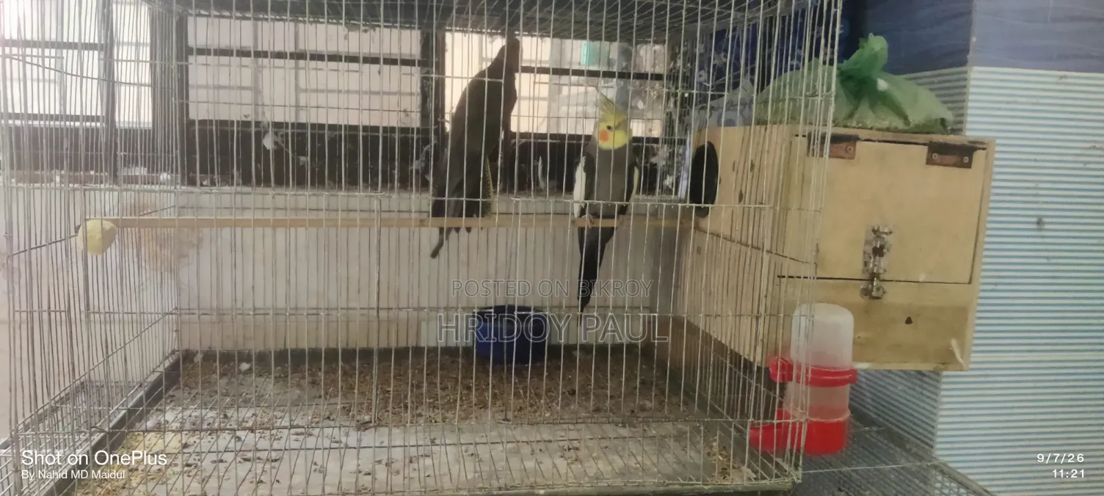 Cockatiel Master Pair.