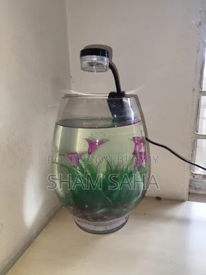 অ্যাকুরিয়াম জার ফুল সেটআপ (লাইট, বালি, গাছ, ছোট রেডিয়াম কচ্ছপ)