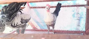 ডিম পাড়া ফাওমি মুরগি