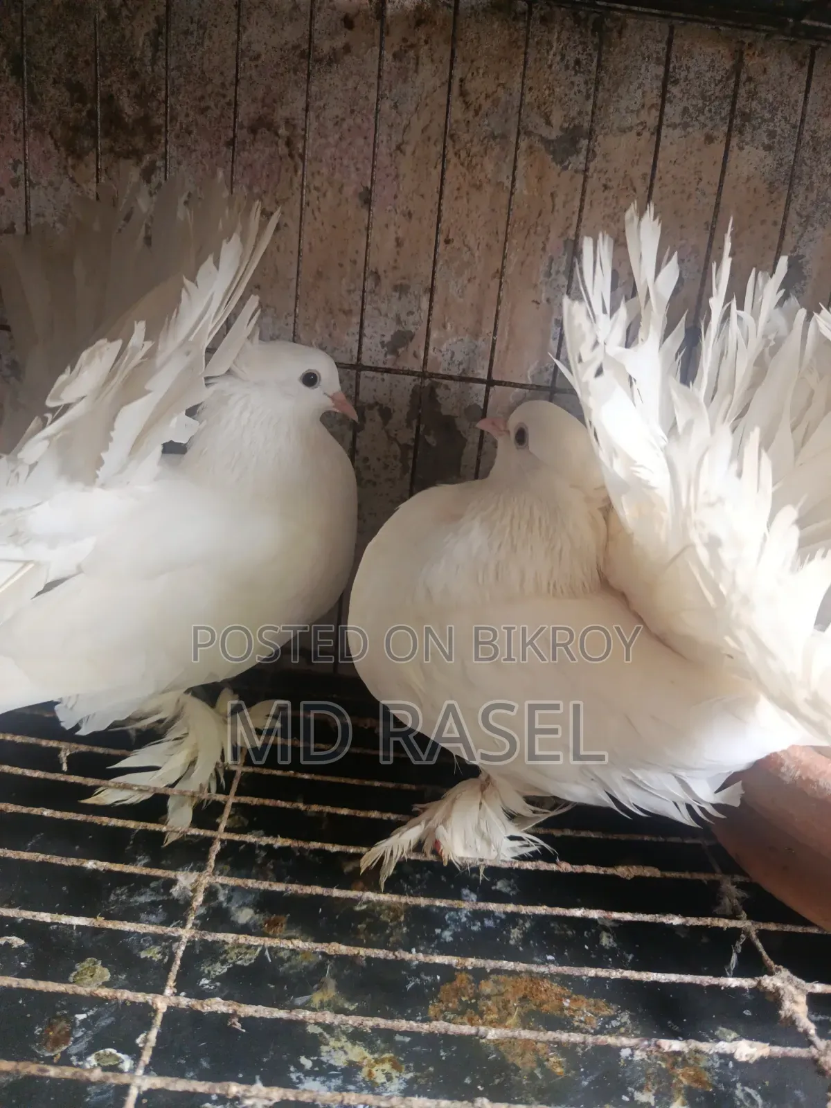 Pigeons for sale