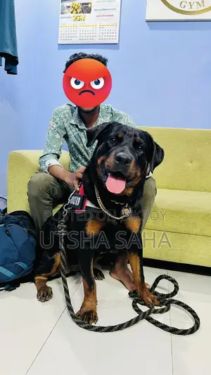 1+ Year Female Purebred Rottweiler