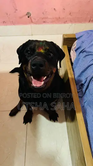 1+ Year Female Purebred Rottweiler