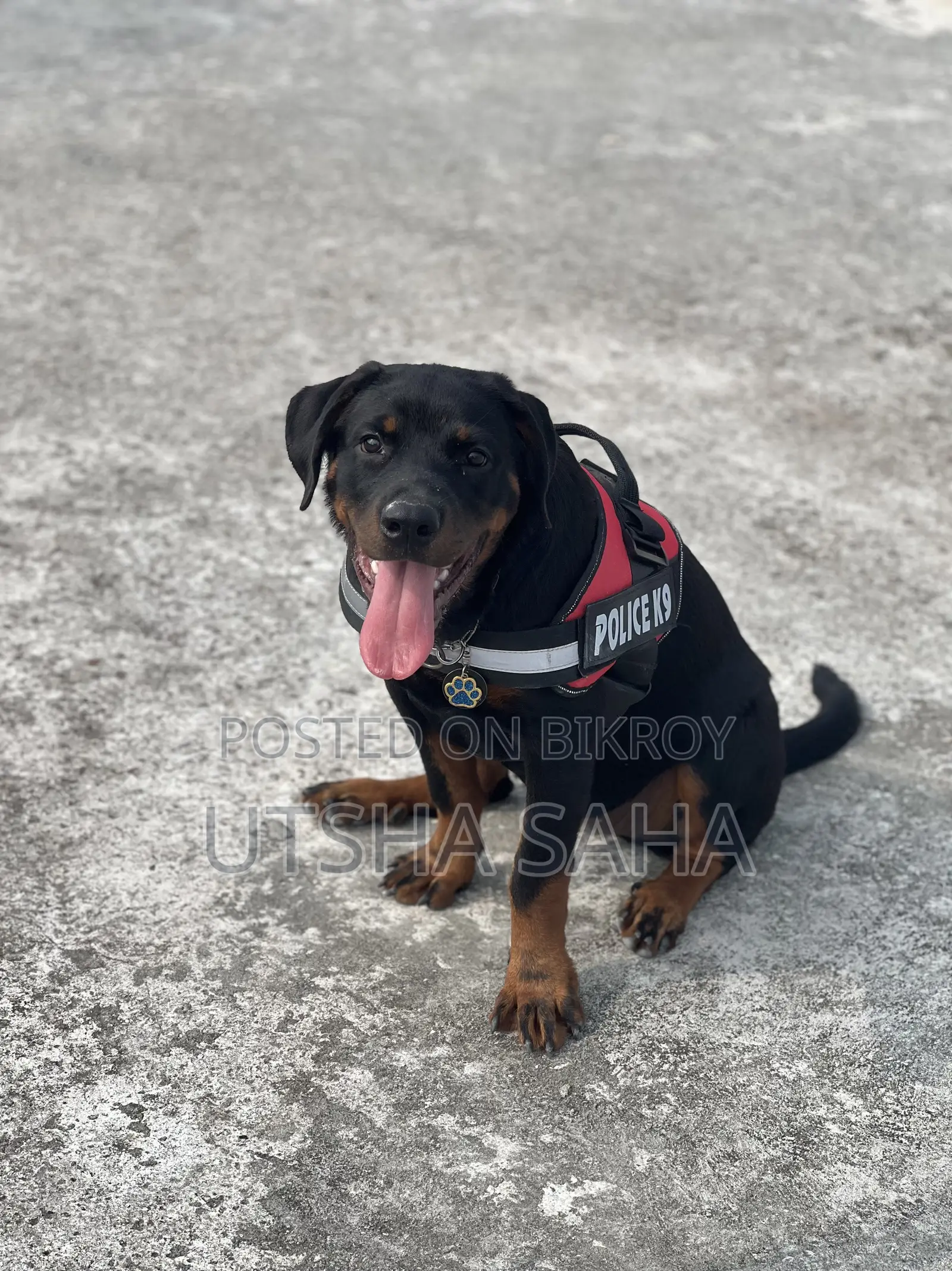 1+ Year Female Purebred Rottweiler