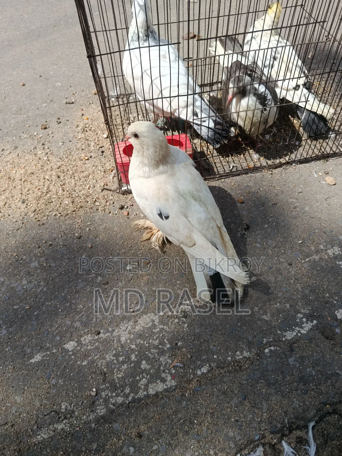Pigeon for Sale