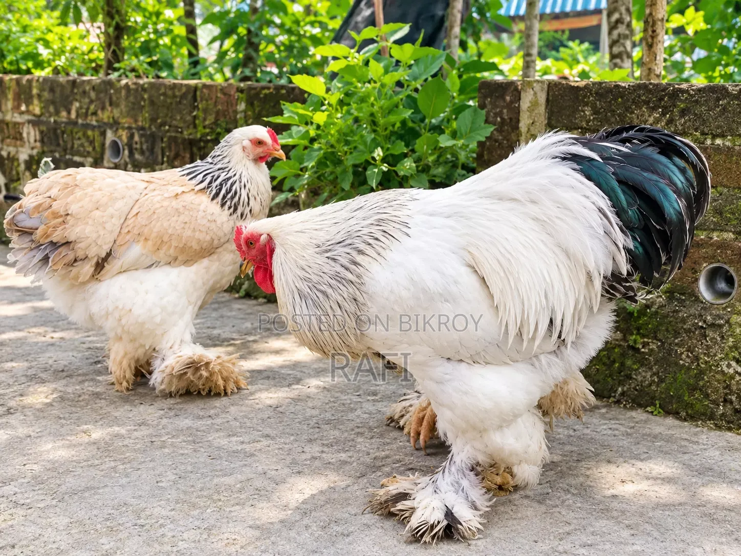 ব্রাহামা মুরগী