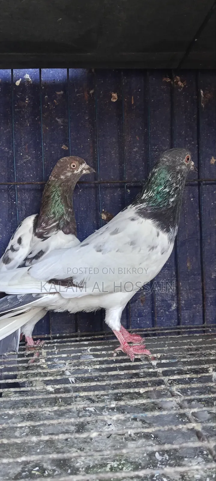 Two Pairs of Pigeons
