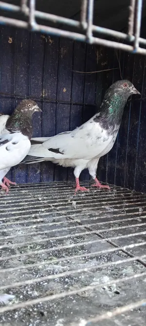 Two Pairs of Pigeons