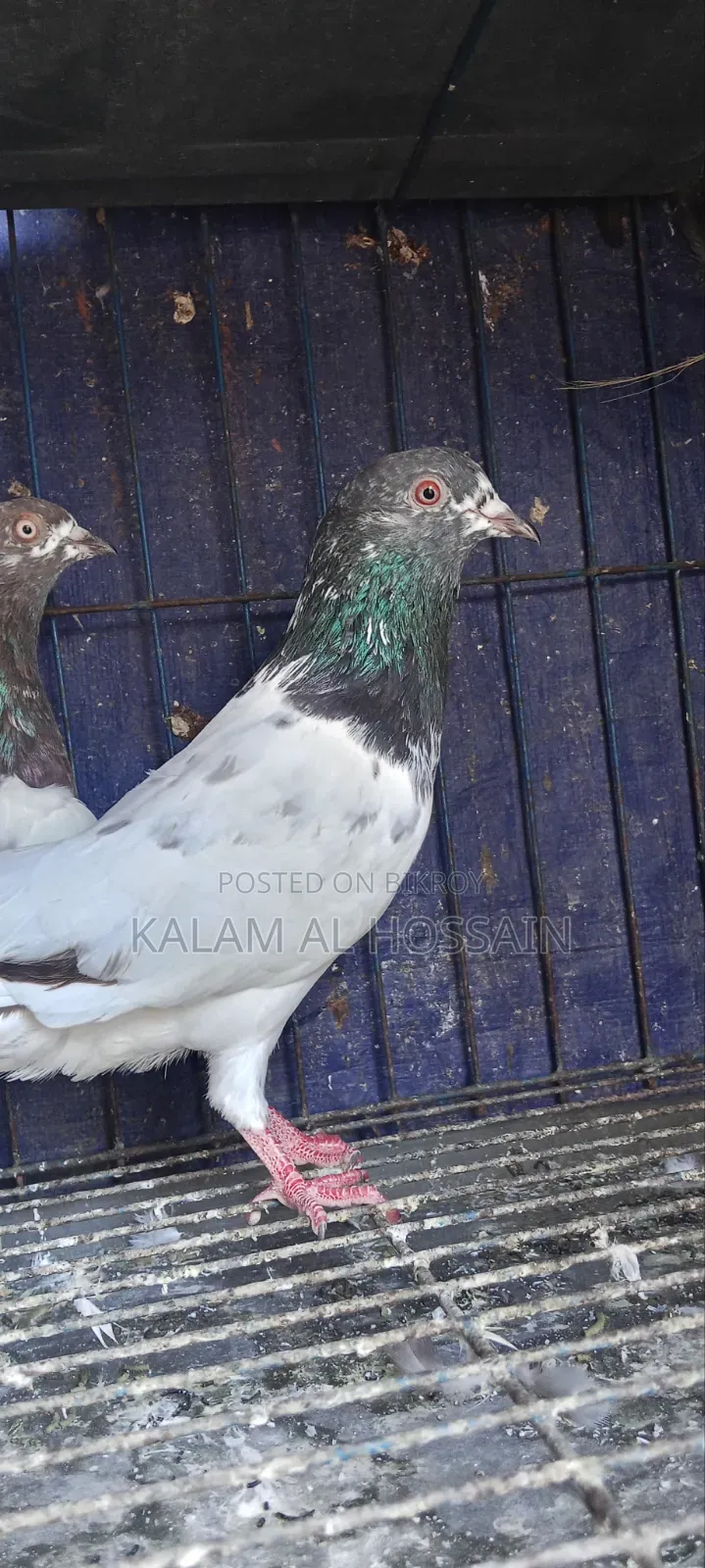 Two Pairs of Pigeons