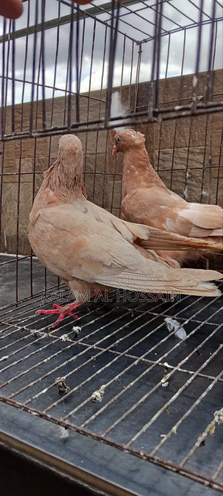 Two Pairs of Pigeons