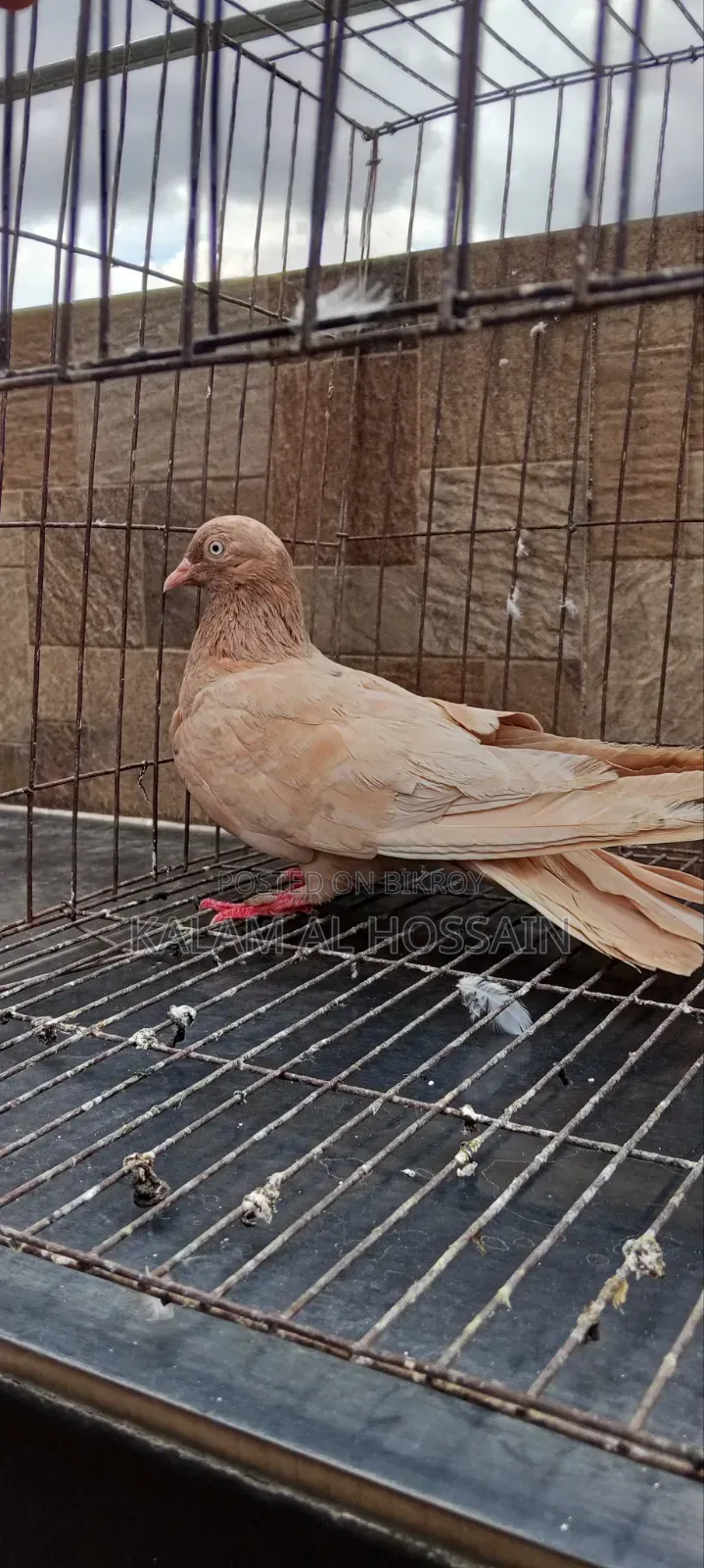 Two Pairs of Pigeons