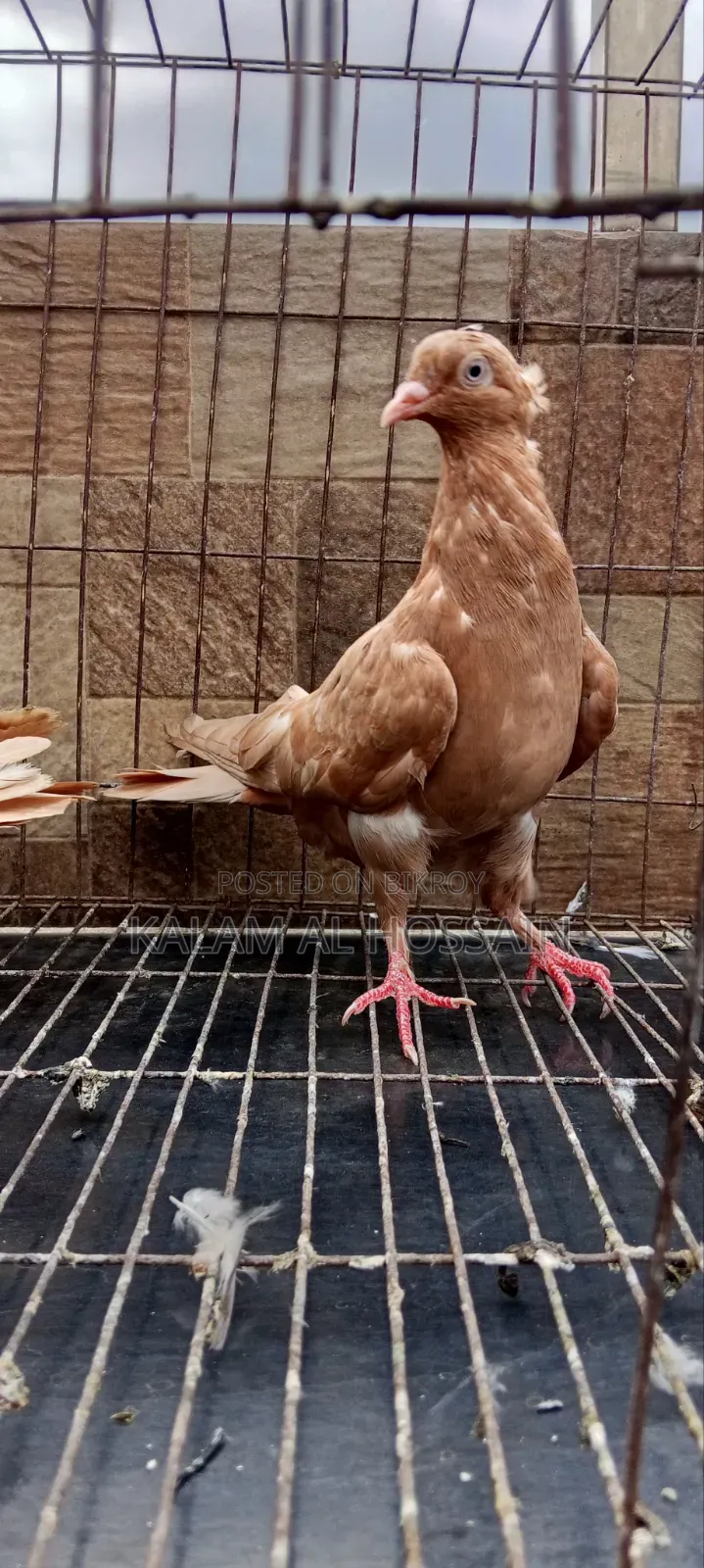 Two Pairs of Pigeons