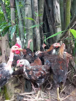 পিওর দেশি মুরুগের বাচ্চা