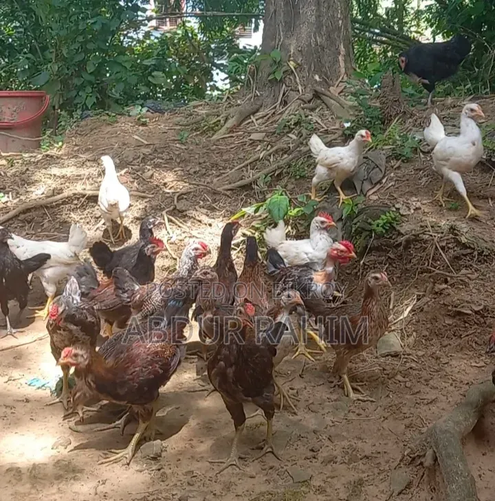 পিওর দেশি মুরুগের বাচ্চা
