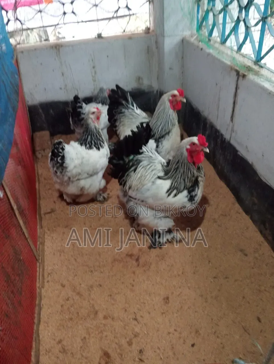 ব্রামহা মুরগি