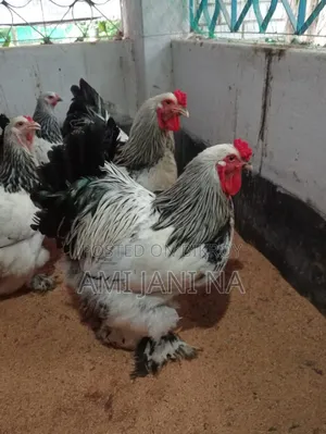 ব্রামহা মুরগি