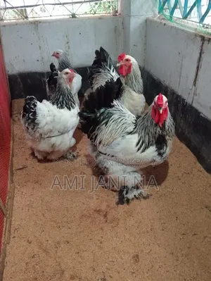 ব্রামহা মুরগি