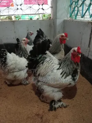 ব্রামহা মুরগি