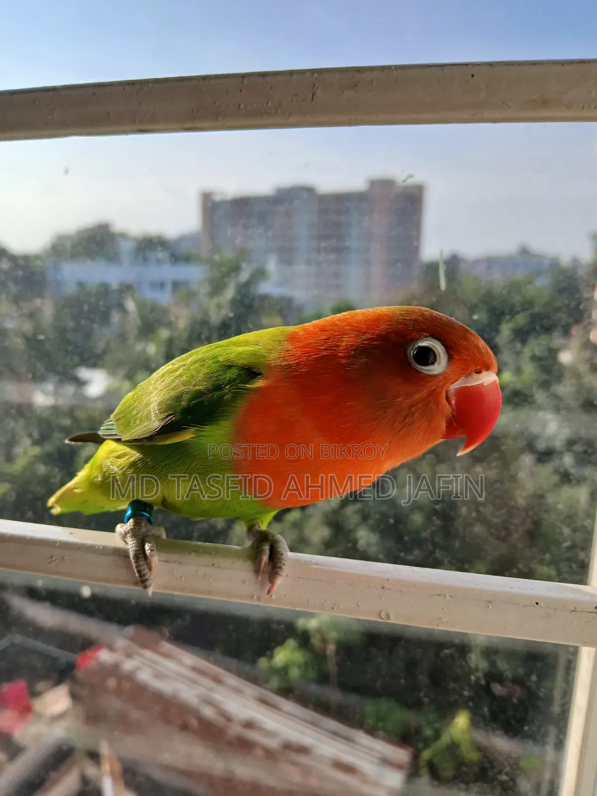 Lovebird