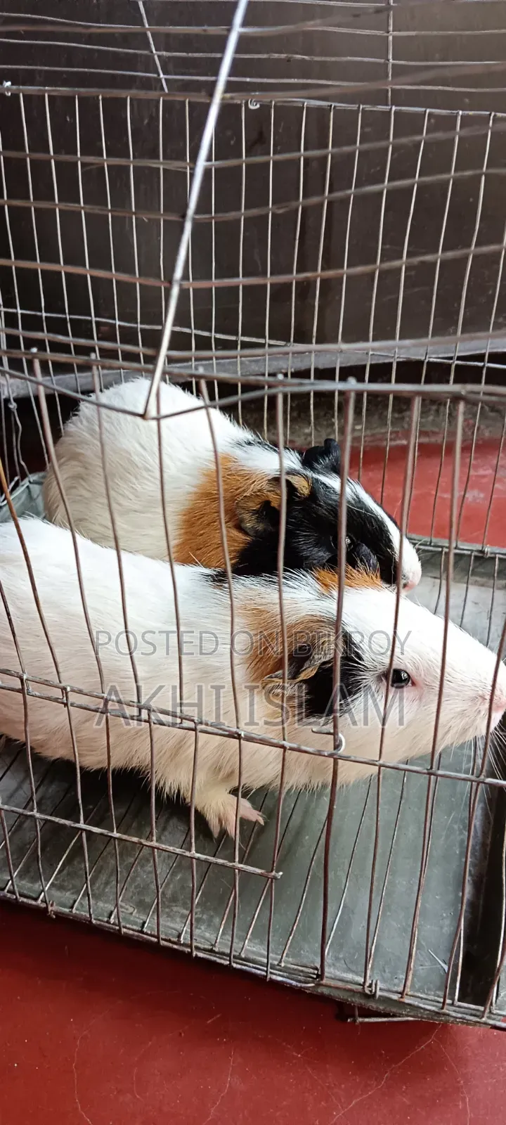I want to sell my guinea pig