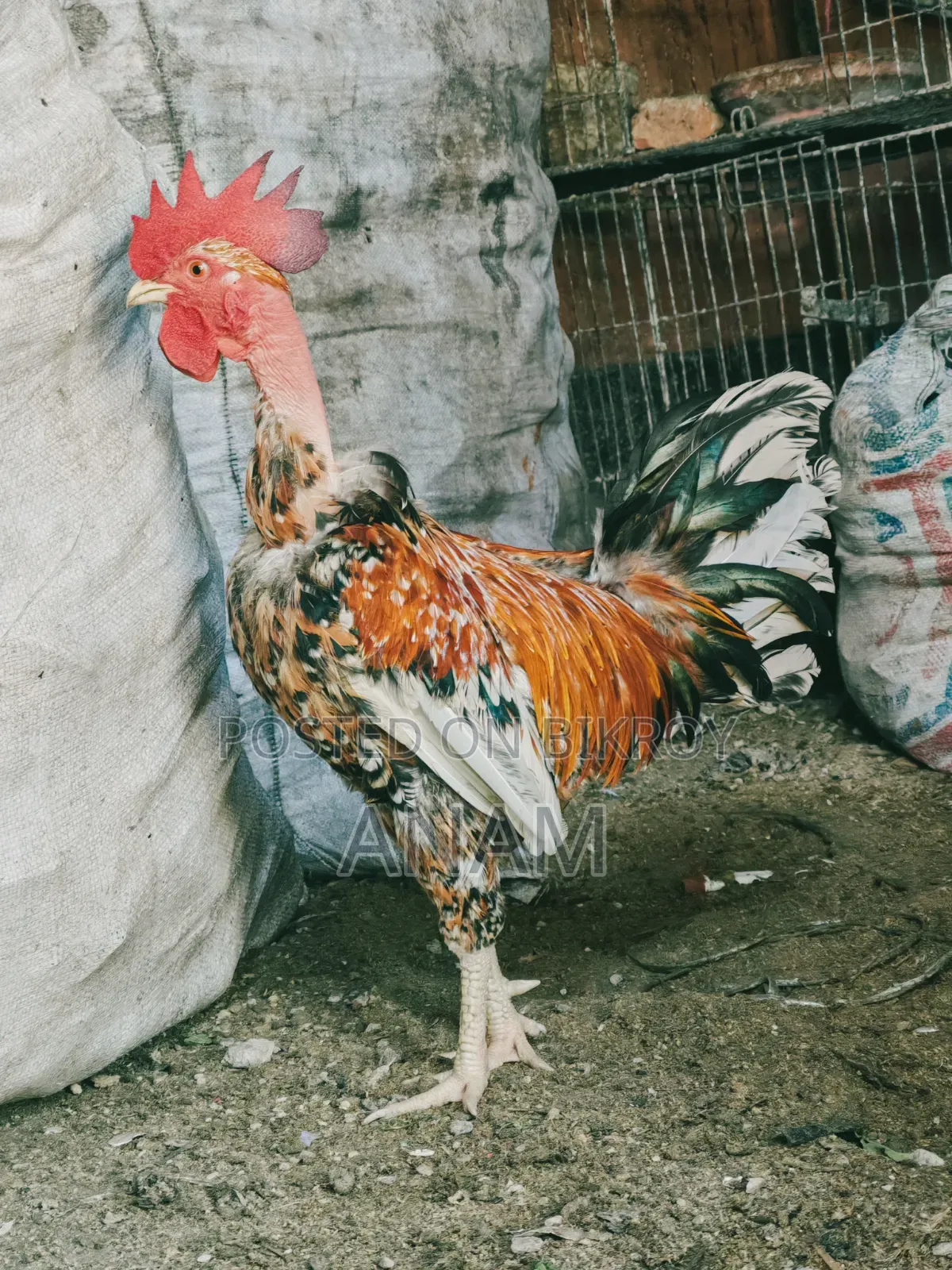 খাচা রানিং ডিমপাড়া মুরগি